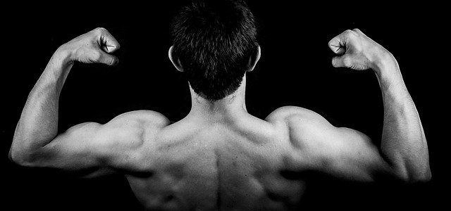 muscles